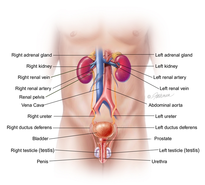 kidney treatment in indore